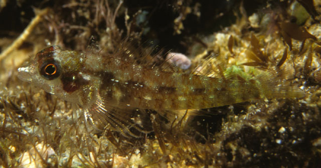 Enneapterygius similis