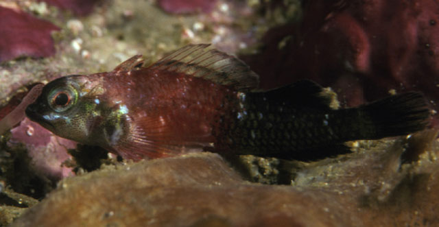 Enneapterygius similis