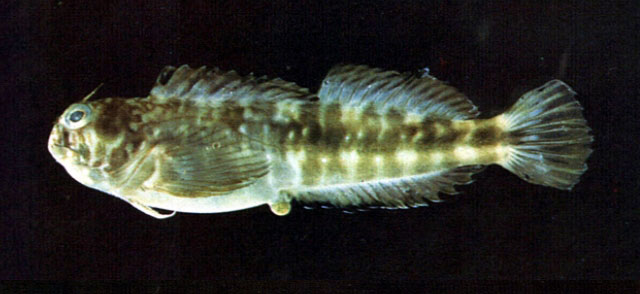 Entomacrodus lighti