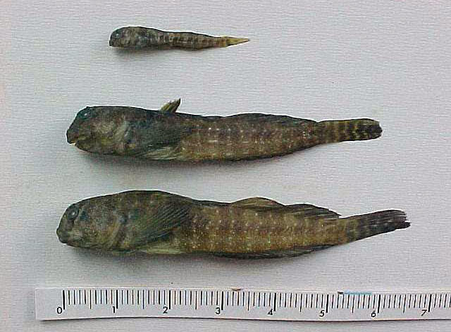 Entomacrodus vomerinus