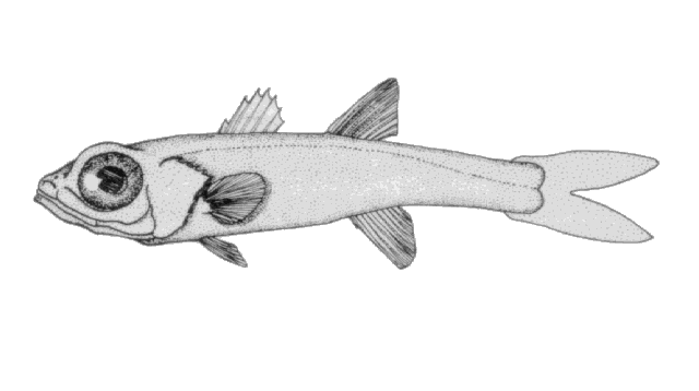 Epigonus denticulatus