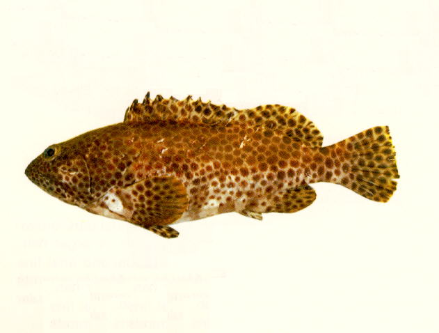 Epinephelus faveatus