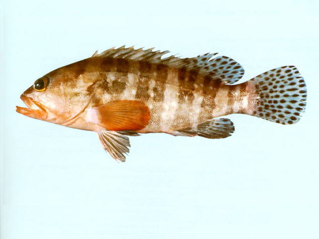 Epinephelus sexfasciatus
