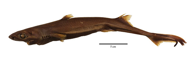 Etmopterus alphus
