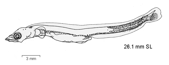 Gerlachea australis
