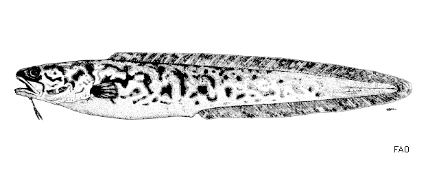 Genypterus tigerinus