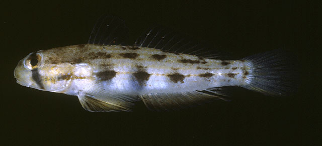 Gnatholepis pascuensis