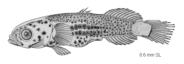 Ctenogobius boleosoma