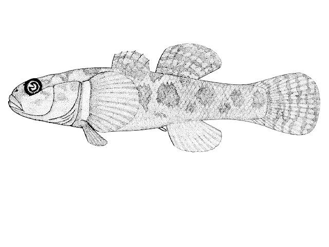 Gobiomorphus breviceps