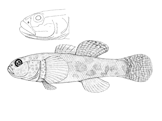 Gobiomorphus breviceps