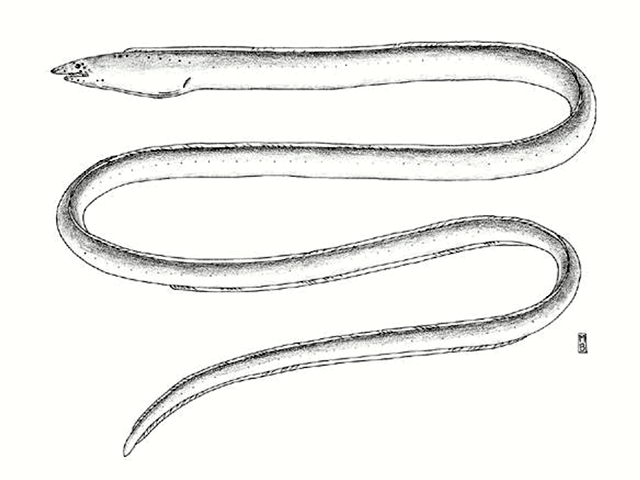 Gordiichthys combibus