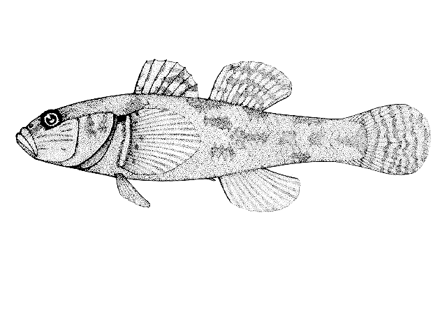 Gobiomorphus cotidianus