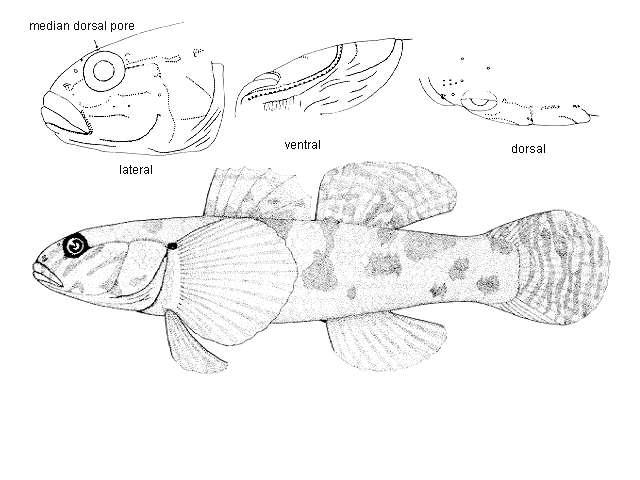 Gobiomorphus huttoni