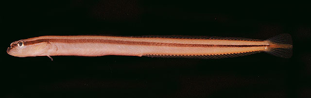Gunnellichthys pleurotaenia