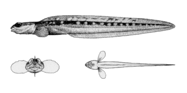 Gymnelus hemifasciatus