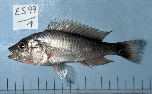 Haplochromis ampullarostratus