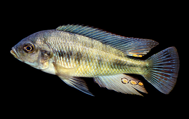 Haplochromis fischeri