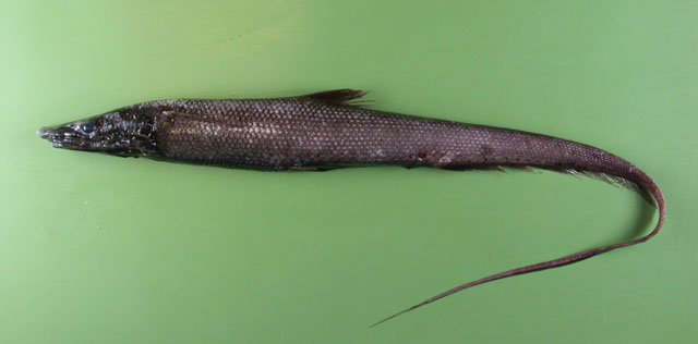 Halosauropsis macrochir