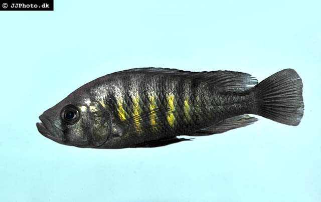 Haplochromis melanopterus