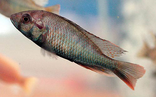 Haplochromis xenognathus