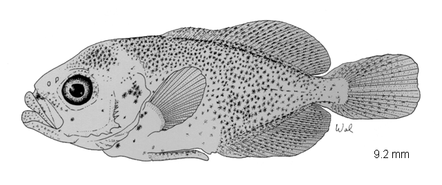 Hemicaranx amblyrhynchus