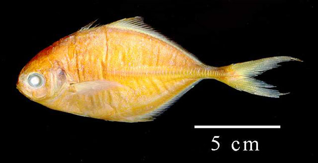 Hemicaranx amblyrhynchus
