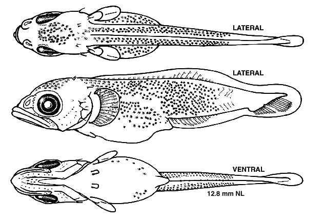 Hemitripterus americanus
