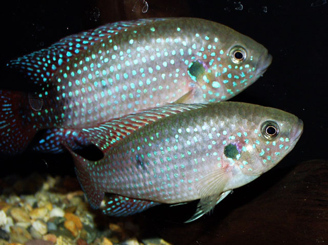 Rubricatochromis lifalili