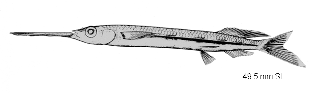 Hemiramphus saltator