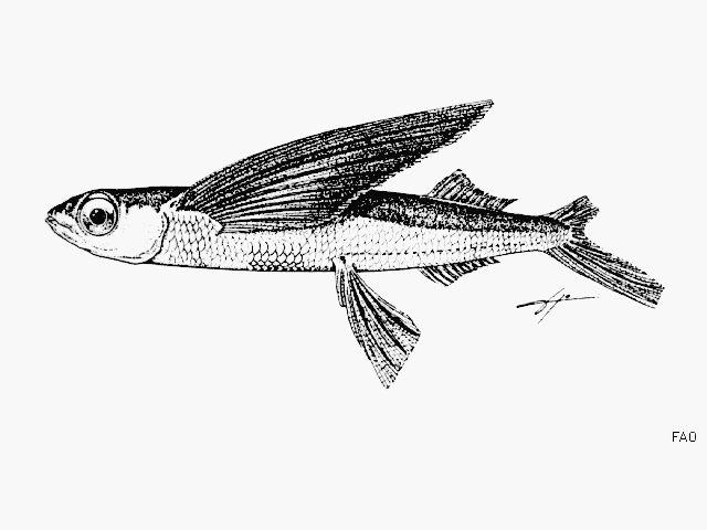 Hirundichthys albimaculatus