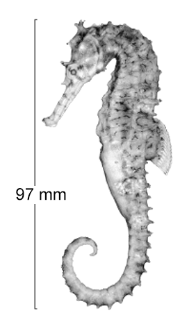 Hippocampus angustus