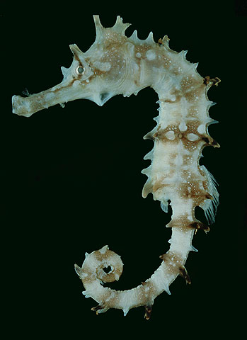 Hippocampus jayakari