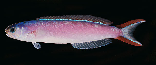 Hoplolatilus purpureus