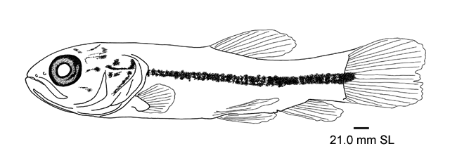 Hoplerythrinus unitaeniatus