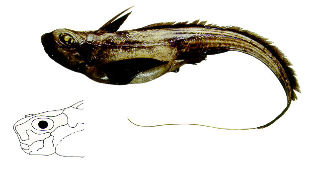 Hydrolagus alberti