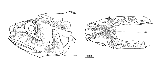 Hymenocephalus aterrimus
