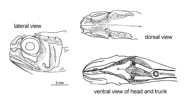 Hymenocephalus iwamotoi
