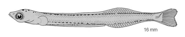 Hyperoplus lanceolatus