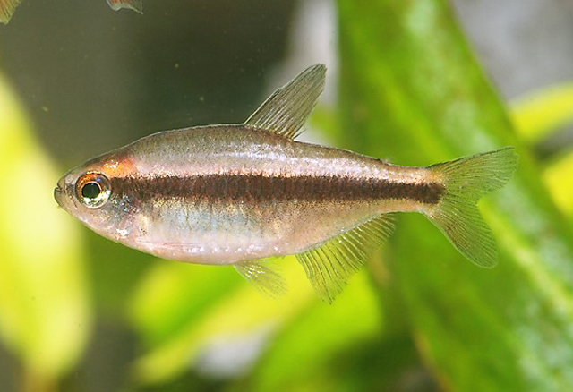 Hyphessobrycon piranga