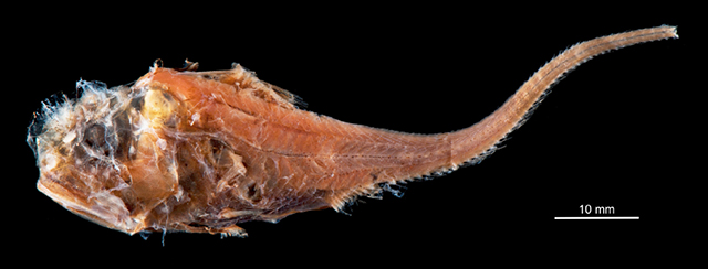 Hymenocephalus sazonovi