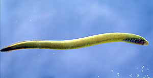 Ichthyomyzon gagei
