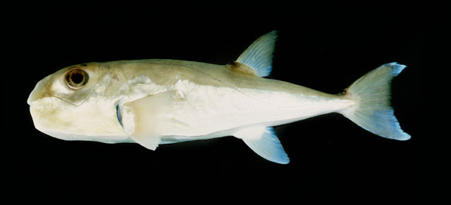 Lagocephalus guentheri