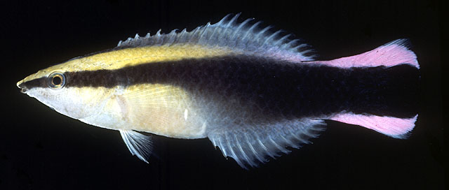 Labroides phthirophagus