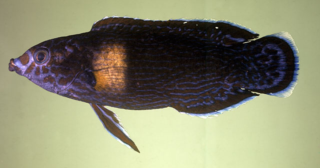 Labrichthys unilineatus