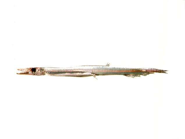 Lestrolepis intermedia