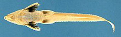 Leptodoras juruensis