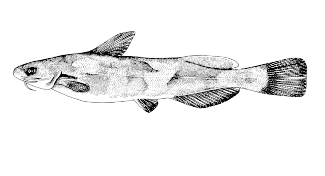 Pelteobagrus ussuriensis