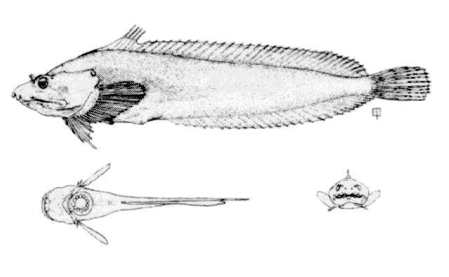 Liparis atlanticus