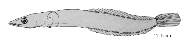 Limnichthys nitidus