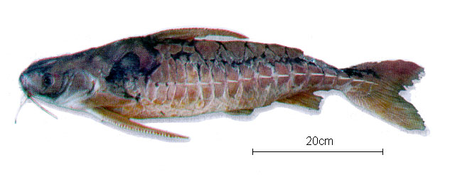 Lithodoras dorsalis